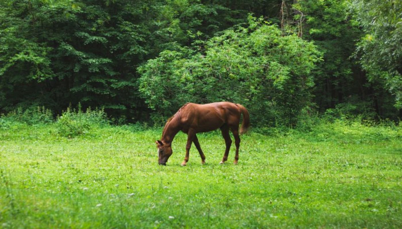 Eagle Overlook Adolescent Recovery
