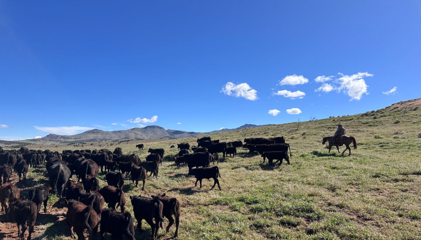 Mountain Valley Recovery