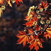 New Hope Counseling Center